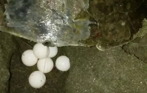 Inicia conservación de tortugas en Isla Caña de Tonosí