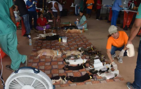 Inician programa de esterilización de mascotas en La Chorrera