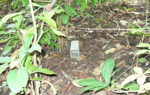 Científico advierte sobre aumento de casos de Hantavirus en Azuero