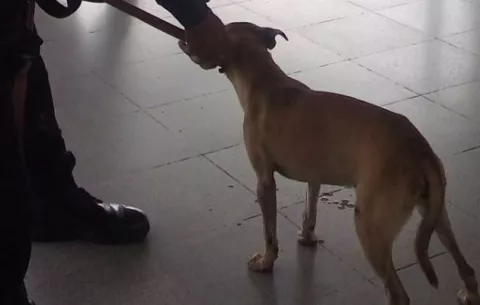 Perro paraliza momentáneamente el Metro de Panamá