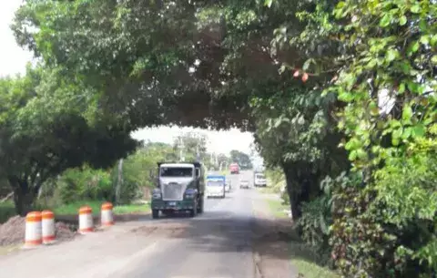 Piden podar árboles que interfieren tránsito hacia Santa Fe