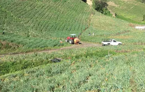 Baja ventas de cebolla por importaciones, aseguran productores de Tierras Altas