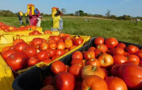 Productores santeños no logran acuerdo sobre precio de tomate industrial