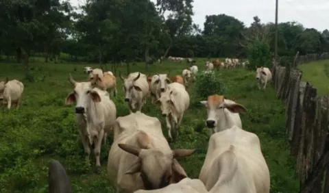Crece  matanza de reses contagiadas en Chiriquí