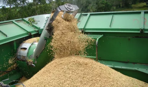 Aupsa: arroz no está contaminado