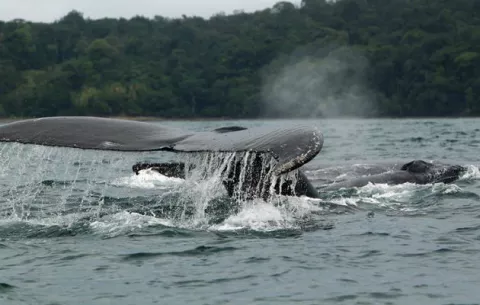 ¿Qué tienen las Ballenas y los delfines en común con las sociedades humanas?