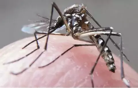 Se reportan 57 casos de dengue en Chiriquí; el riesgo de nuevos casos está latente