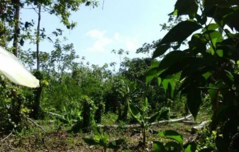 Gobierno atrasado en alquiler de tierras en Barú para reactivación bananera