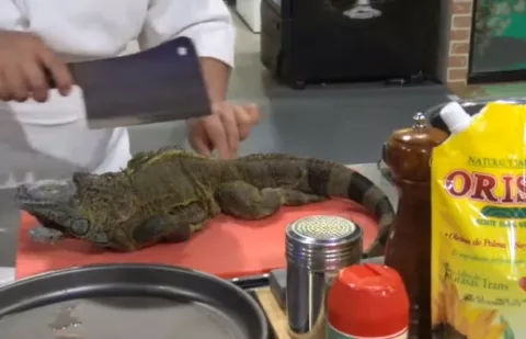Polémica por cocinar iguanas en un programa televisivo