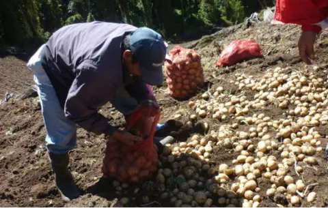 FAO: Migración a la capital puede comprometer la seguridad alimentaria