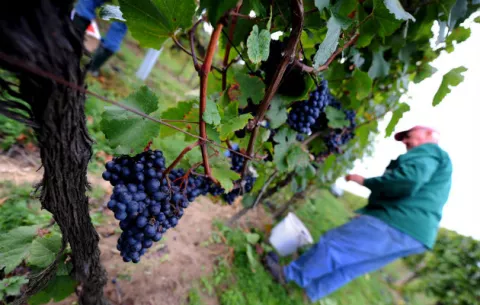 Descubren evidencia de producción de vino hace 8.000 años