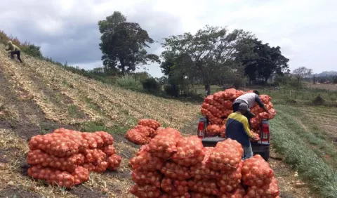 Importarán cebolla  para el fin de  año 