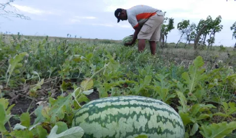 Plaga daña los cultivos de sandía en Isla Caña