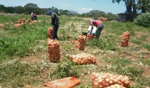 Productores de cebolla piden planta secadora para evitar pérdidas
