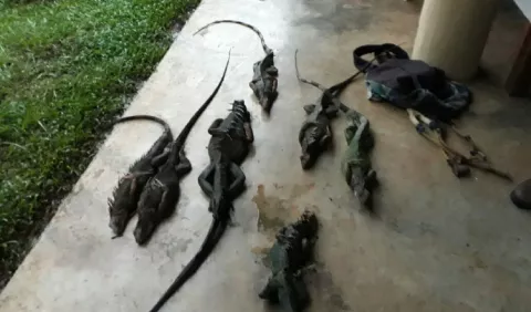 Investigados por cazar iguanas en Dolega, Chiriquí