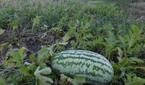 Gran afectación en producción de la sandía