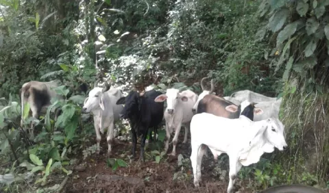 Investigan contrabando de reses enfermas en Volcán y Remedios