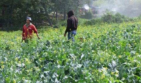 Condición de La Niña  afectaría la producción de   la   temporada seca 
