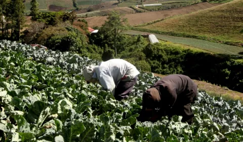 Se pierden hortalizas en  Tierras Altas por la  falta de mercados
