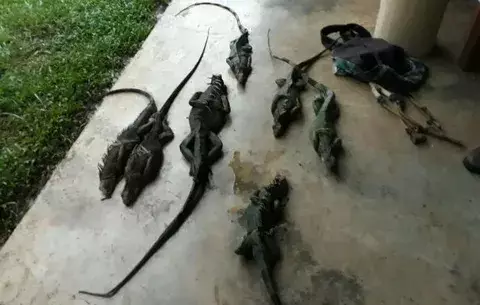  Mantenían en su poder siete iguanas amarradas y dentro de un maletín
