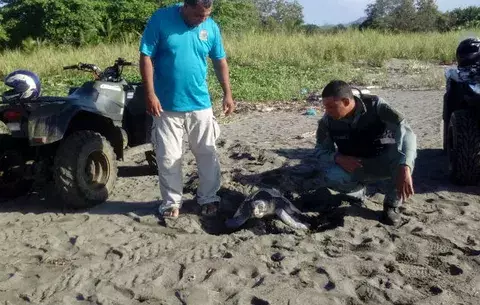 Liberan más de 100 mil neonatos de tortuga Lora en Isla Caña de Tonosí