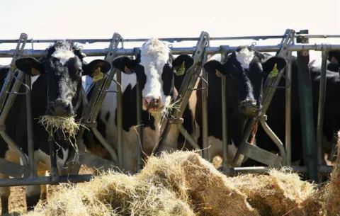 Piden prohibir los antibióticos para estimular el crecimiento de animales