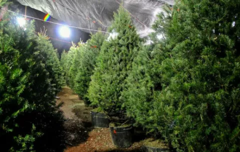 Importarán más de 100,000 árboles de Navidad de Estados Unidos y Canadá