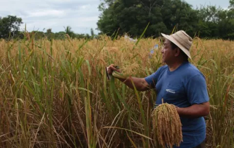 Importarán 40 mil quintales de cebolla por contingencia