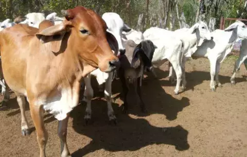 Investigan a productores por presunto contrabando de ganado con brucelosis