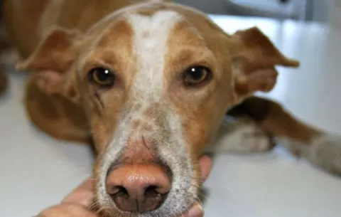 El maltrato animal será penalizado hasta con dos años de prisión