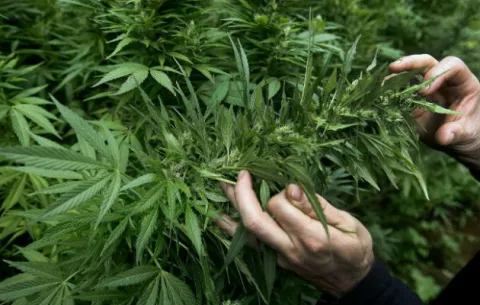 El debate sobre la marihuana en Panamá girará en base a  su uso  medicinal