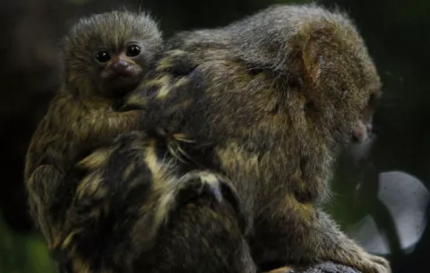 Gemelos de monos titíes panameños, nacen en Medellín