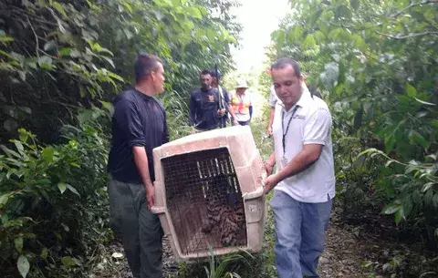 Un paro cardiopulmonar acaba con la vida de tigrillo atropellado