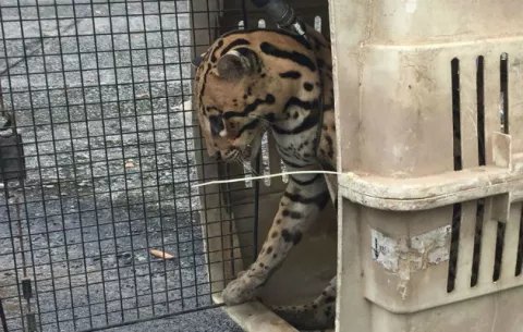 Ocelote atropellado en Chiriquí muere por un paro cardiopulmonar 