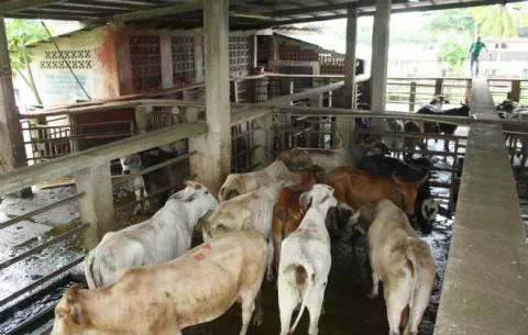 Licitan concesión del matadero de La Chorrera