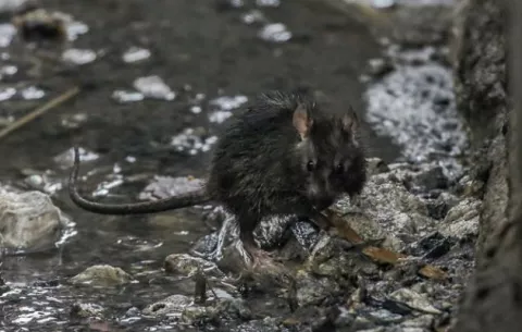 Creen que los nómadas introdujeron la peste negra en Europa en la Edad de Piedra