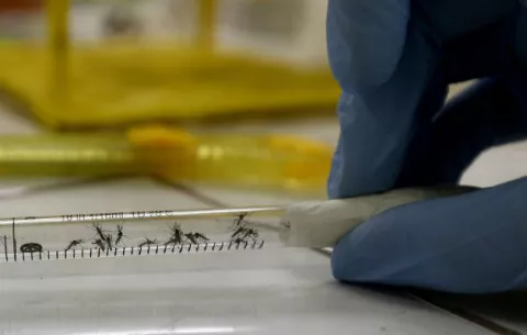 Crean una pintura para combatir el mosquito Aedes aegypti