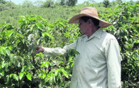 Productores de café en Renacimiento registran pérdidas