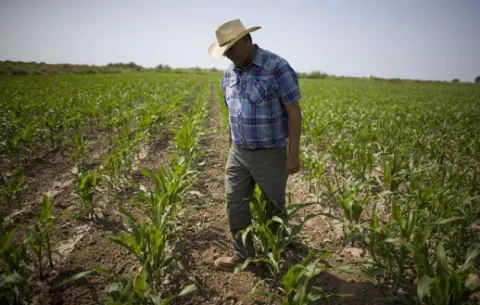 Pagarán subsidio adeudado a comercializadores de maíz y sorgo