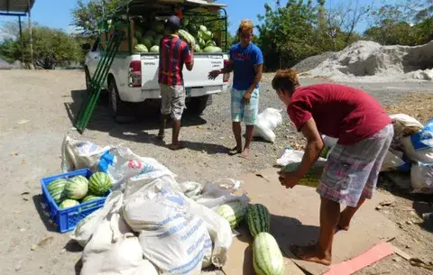 Bacterias y hongo afectan cultivos de sandía en Isla Caña en Tonosí