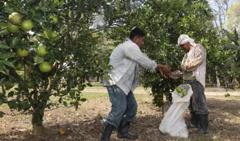 Alertan sobre afectaciones en el  sector agro