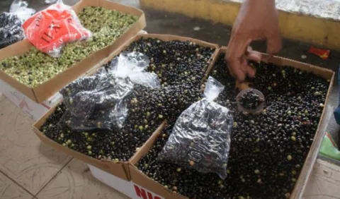 Demanda del guandú se triplica en el país