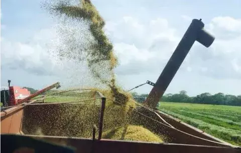 El IMA comprará arroz desde el lunes a productores chiricanos
