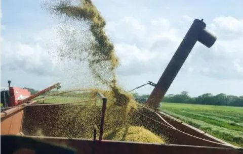 Nueva semilla de arroz en Panamá, resistente a plagas como el Spinky 