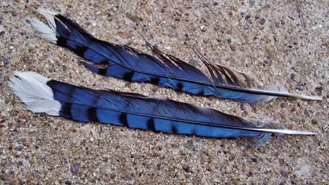 Hallan la primera especie de ave híbrida nativa del Amazonas