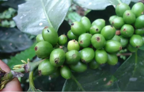 Descubren hongos que infectan y matan broca del café en Cerro Tula