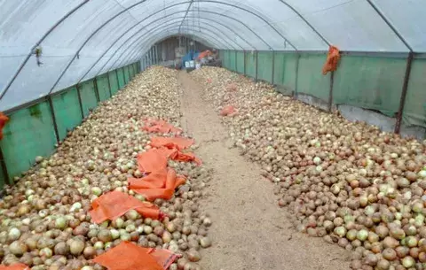 Excesiva importación de cebolla de Holanda es un riesgo fitosanitario