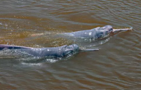 Delfines rosados de la Amazonía son rastreados vía satélite