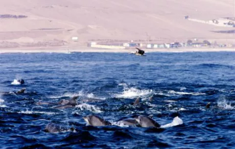 Delfines de nariz de botella que viven en Bocas del Toro en peligro de extinción
