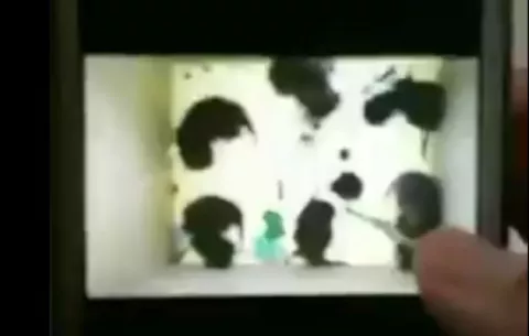 Piden penas máximas para maltratadores de gatitos